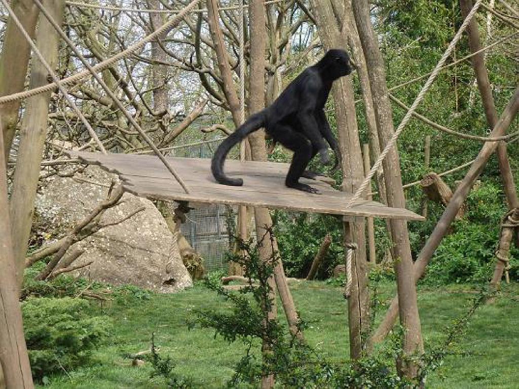 149 BIO PARC DE DOUE LA FONTAINE 7- 2016_000055.jpg